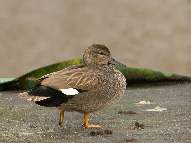 Anas strepera Krakeend Gadwall